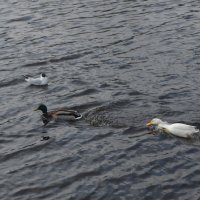 Великолукский феномен - белая окольцованная утка живёт в центре города на Ловати :: Владимир Павлов