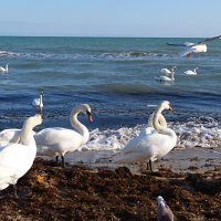 Лебеди Каламитского залива :: Федор Крымский 