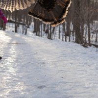 Когда невозможно убежать :: Galina Vrabii