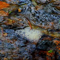 Другая Планета  Заболоченная вода :: олег свирский 