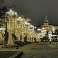 Стеклянные деревья :: Евгений Седов