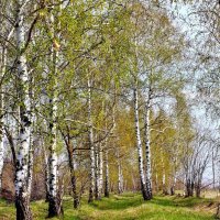 Берёзовая весна. :: Восковых Анна Васильевна 