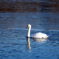 Лебедь на лесном озере :: Pavlov Filipp 