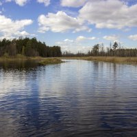 В заповеднике "Брянский лес" :: оксана 