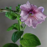 Нежная  Petunia :: Александр Белый