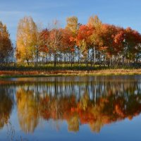 Дачное :: Рончиков Олег 