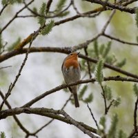 Я жду аплодисменты -:)) :: Александр Запылёнов