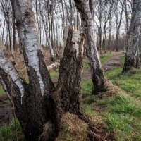 Берёзовая аллея :: Николай Гирш