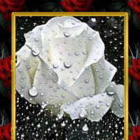 Белая роза :: Nikolay Monahov