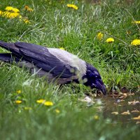 Ворона смотрящая в воду..! :: barsuk lesnoi