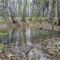 весенняя вода :: Валентина. .