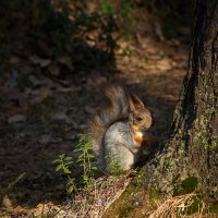 Перекус :: Оксана Галлямова