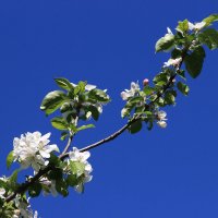 цветы яблони IMG_9327 :: Олег Петрушин