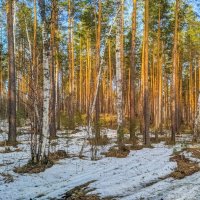 Весенний лес. :: Алексей Трухин