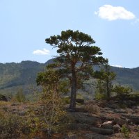 В Юаян Ауле,лето :: Андрей Хлопонин