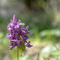 Хохлатка плотная - Corydalis solida :: Николай Чичерин