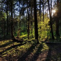 Я в весеннем лесу :: Андрей Лукьянов