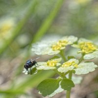 Селезёночник очерёднолистный - Chrysosplenium alternifolium :: Николай Чичерин