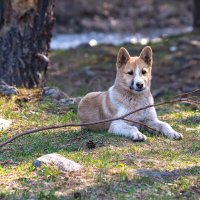 *** :: Володька Завитушкин