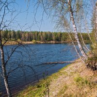 Река Ухта (Коми), жарища на пару дней на Севере, природа резко просыпается, первые листики) :: Николай Зиновьев
