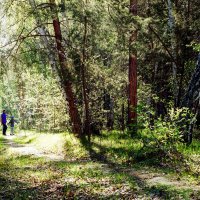 Прогулка по майскому лесу :: Сергей Царёв
