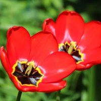 Тюльпаны радуются солнцу. :: Александр Чеботарь