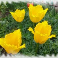 Желтые тюльпаны. :: Зоя Чария
