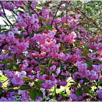 Сакура цветёт. :: Валерия Комова
