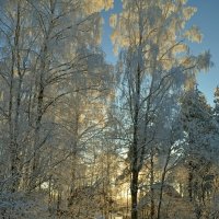 МОЯ ДЕРЕВНЯ, грачиная роща. :: Виктор Осипчук