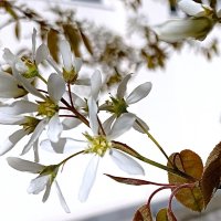 Белые цветы на белом фоне :: Александр Чеботарь