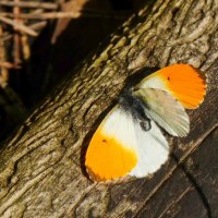 майские бабочки 3 :: Александр Прокудин