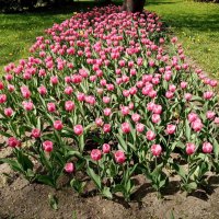 Тюльпаны в парках городских... :: BoxerMak Mak