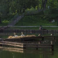 Прогулки в Весеннем Парке :: юрий поляков