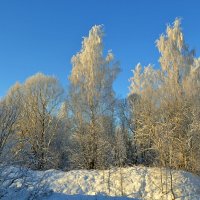 МОЯ ДЕРЕВНЯ, грачиная роща. :: Виктор Осипчук