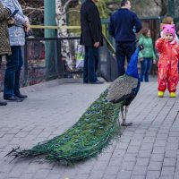 птицы и не только московского зоопарка- весна. :: юрий макаров