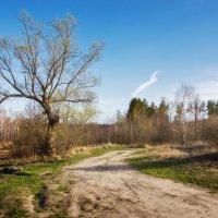 Гуляя в лучах теплого весеннего солнца :: Валерий VRN