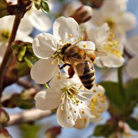 Всемирный День пчёл! :: Андрей Заломленков