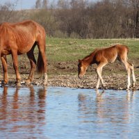 На водопое... :: Галина Ильясова