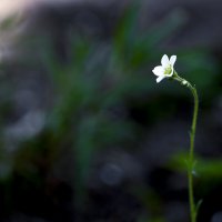 alone :: Zinovi Seniak