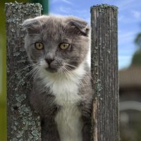 Кот на заборе :: Андрей Стрельников
