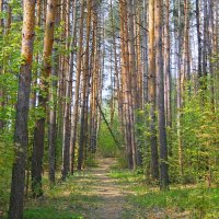 Вдыхая хвойный аромат весны.. :: Андрей Заломленков