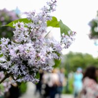 В Сиреневом саду :: Мираслава Крылова