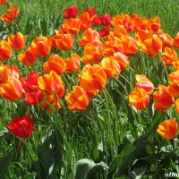 Тюльпаны и ветер :: Нина Бутко