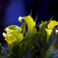 calla lilies :: Zinovi Seniak