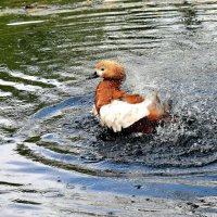 Резвится огарь на воде. :: Татьяна Помогалова