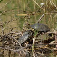 Речная черепаха.. :: Yuri Chudnovetz