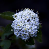 viburnum gordovina :: Zinovi Seniak