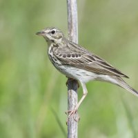 Лесной конек — Anthus trivialis :: Александр Новожилов