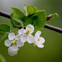 Яблони в цвету :: Татьяна Лютаева