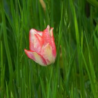 розовый тюльпан :: Alisa Koteva 
